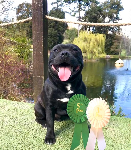 Dog Rozet Bs Testimonials – Suzy Soper
